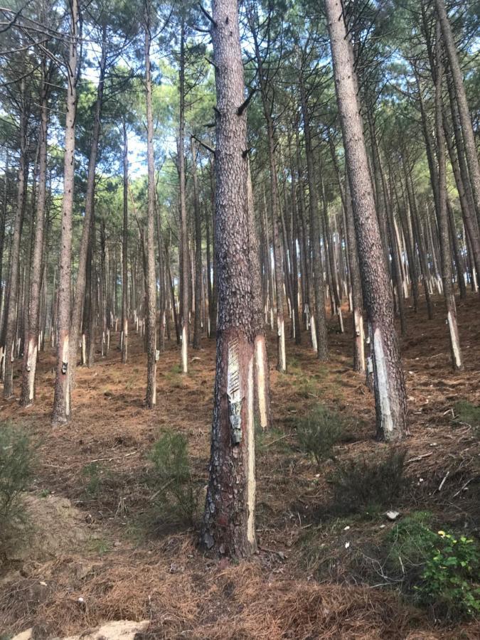 Posada Rural La Resinera 라 아드라다 외부 사진